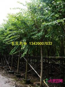 宫粉紫荆