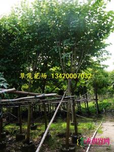 宫粉紫荆